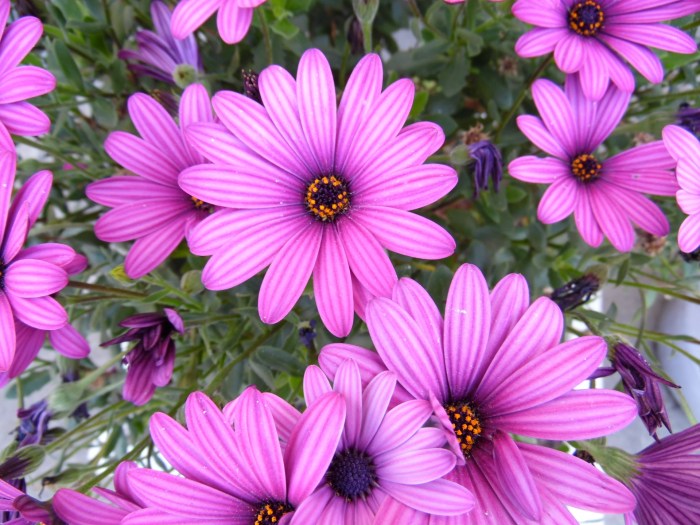 Purple plant with pink flowers