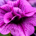 Purple plant with pink flowers