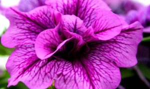 Purple plant with pink flowers