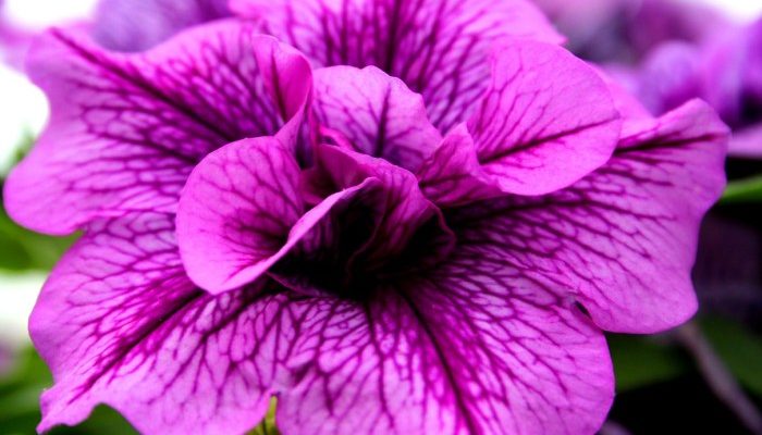 Purple plant with pink flowers