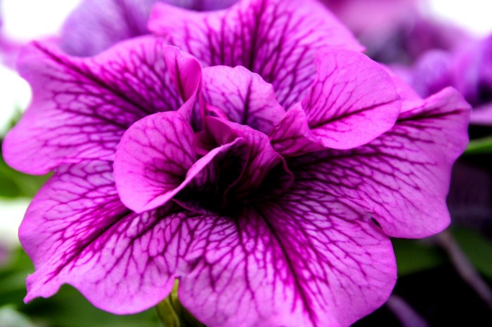 Purple plant with pink flowers