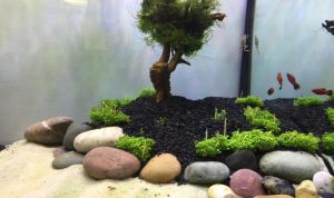 Do aquarium plant seeds work