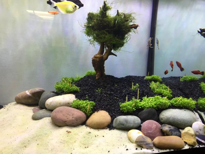 Do aquarium plant seeds work