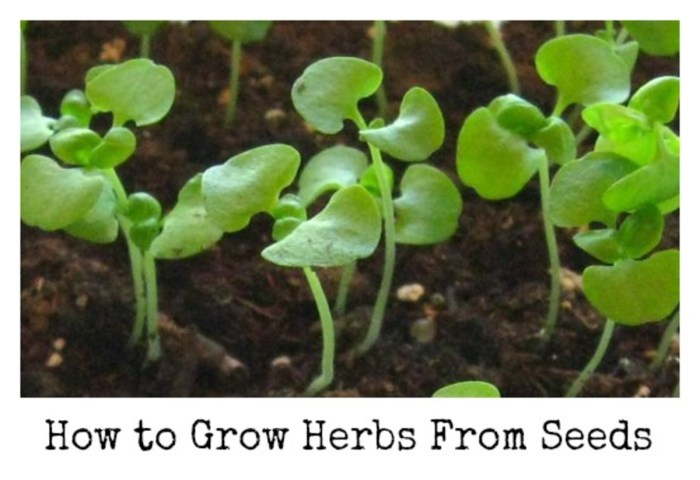 Can you plant herb seeds outside