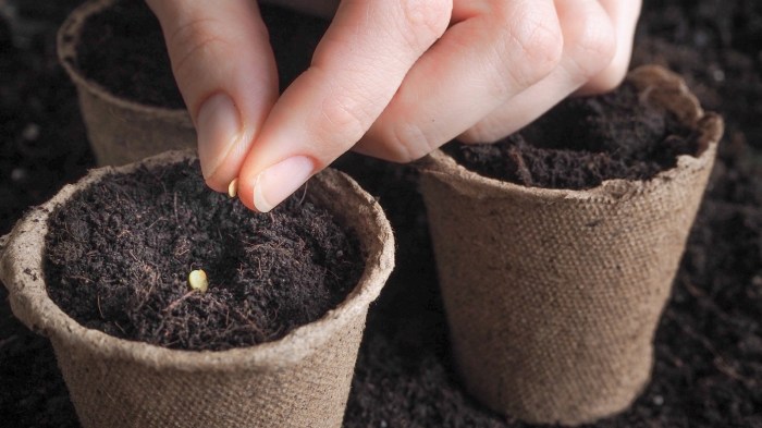 Can you plant seeds directly into soil