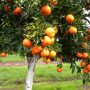 Can You Plant Mandarin Seeds?