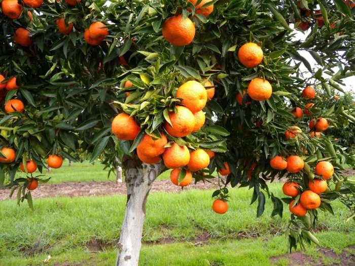 Can you plant mandarin seeds