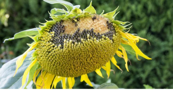 Can you plant sunflower seeds in a pot