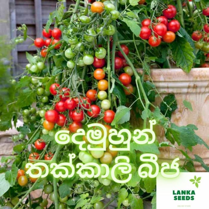 Can you plant hybrid tomato seeds