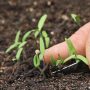 Can You Plant Seeds Directly in the Ground?