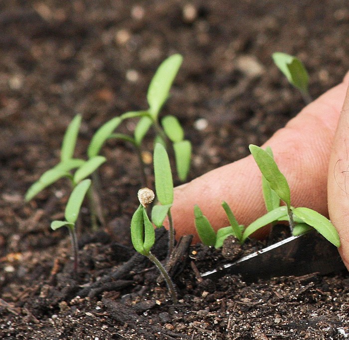 Can you plant seeds directly in the ground