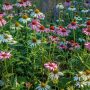 Can You Plant Wildflower Seeds in Winter?