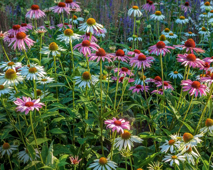 Can you plant wildflower seeds in winter