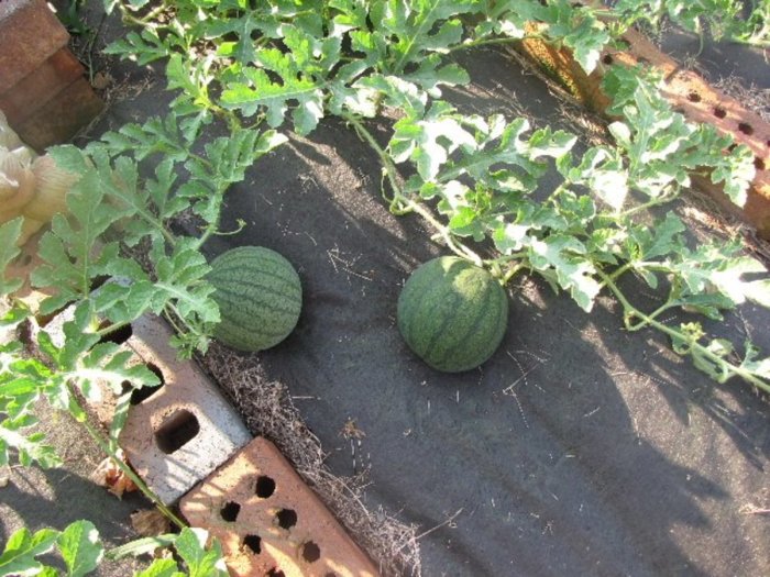 Can you plant the white watermelon seeds