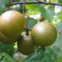 Can You Plant Scuppernong Seeds?