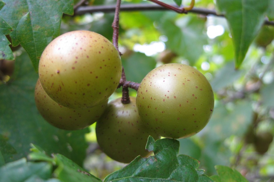 Can you plant scuppernong seeds