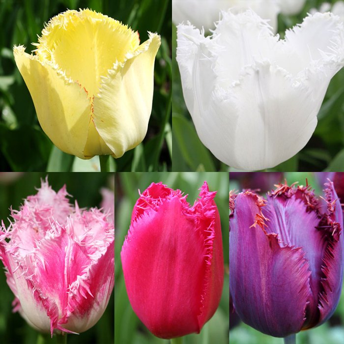 Can you plant tulips from seeds