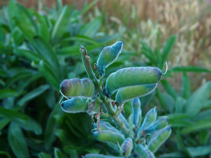 Can you plant lupine seed pods