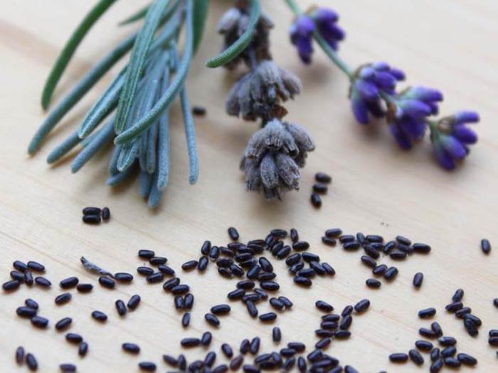 Can you plant lavender from seed