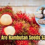 Can you plant rambutan seeds