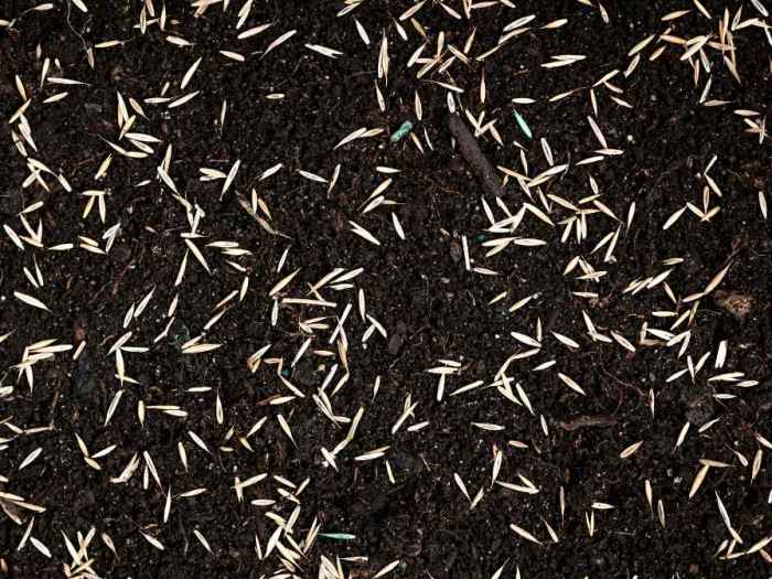 Can you plant grass seeds in january