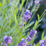 Can you plant lavender seeds