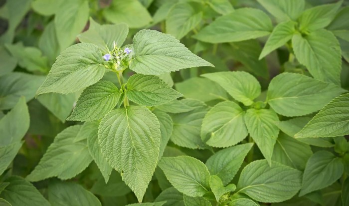 Do chia seeds grow into plants