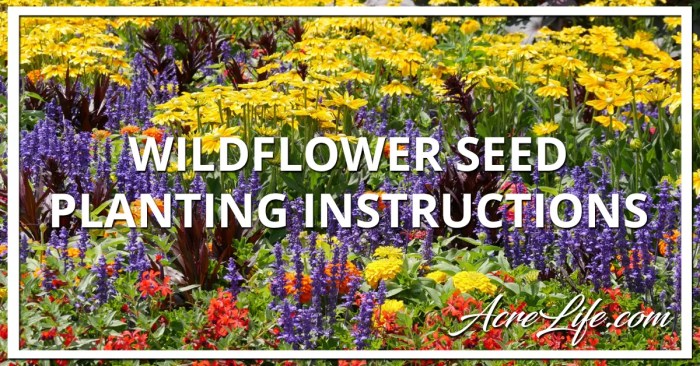 Can you plant wildflower seeds in the summer