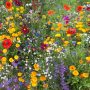 Can You Plant Wildflower Seeds in Spring?