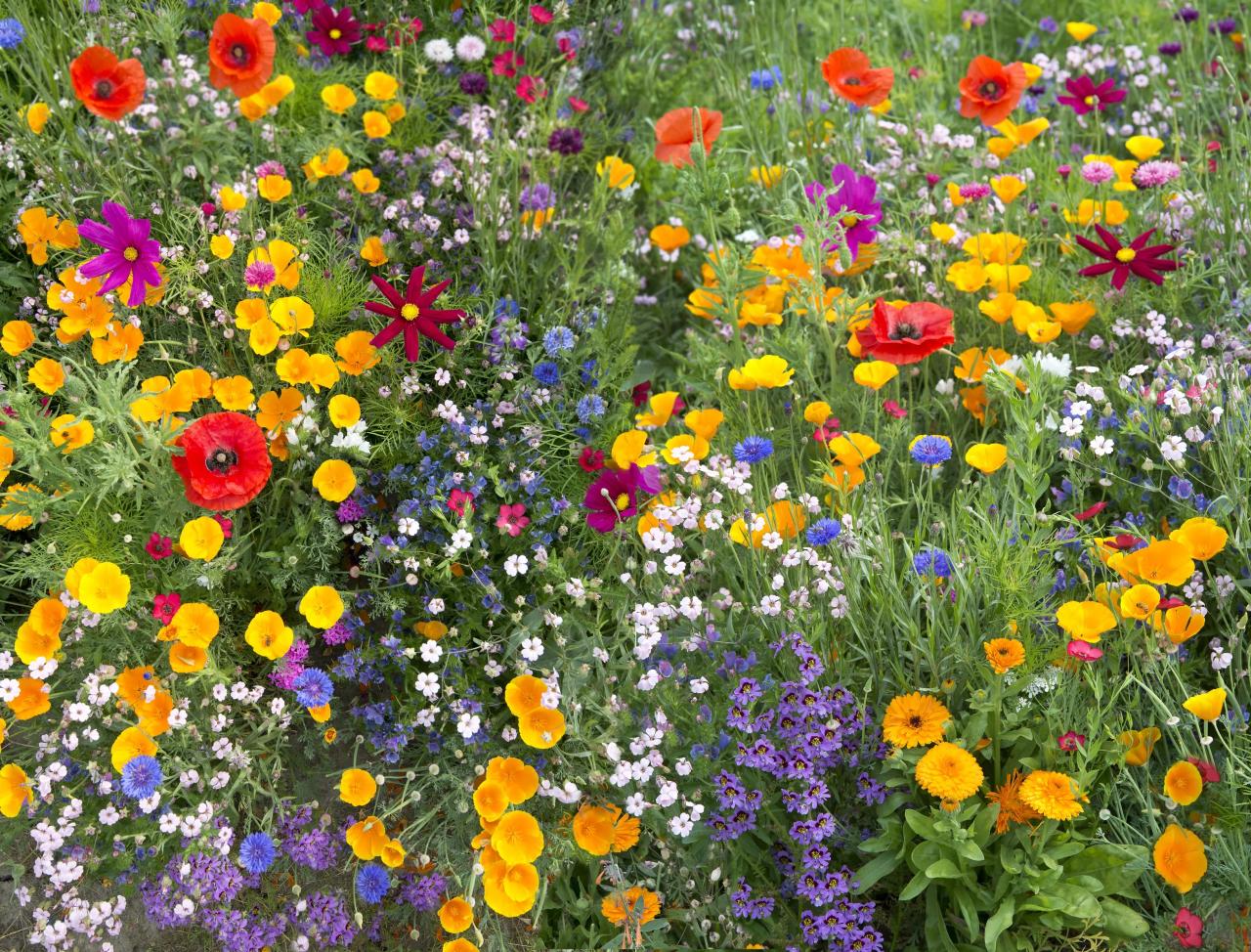 Can you plant wildflower seeds in the spring