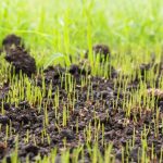 Can you plant seeds in topsoil