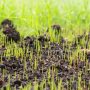 Can You Plant Seeds in Topsoil?