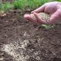 Can You Plant Grass Seed Right Before Winter?