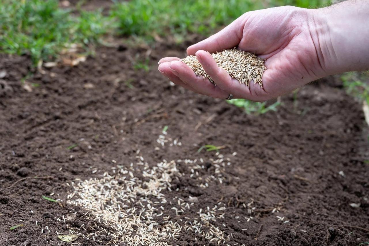 Can you plant grass seed right before winter