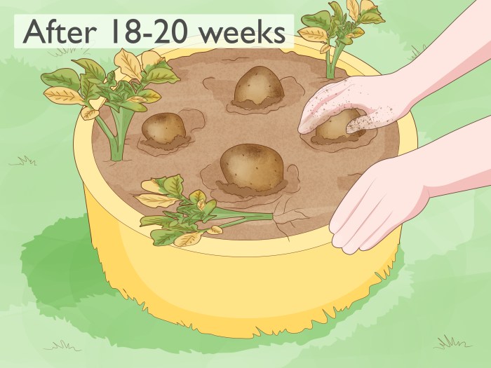 Can you plant potato seeds