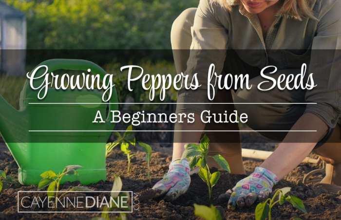 Can you plant seeds from a green pepper