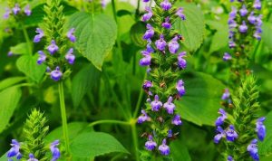 Do chia seeds grow into plants