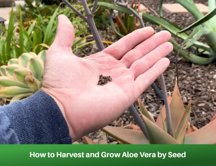 Do aloe plants have seeds