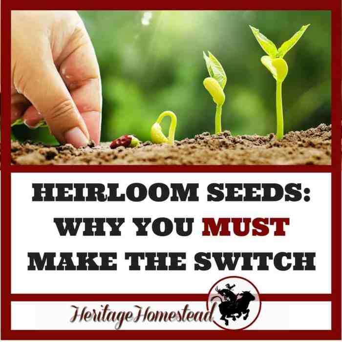 Can you save seeds from heirloom plants