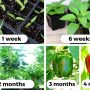 Can You Plant Seeds From a Green Pepper?