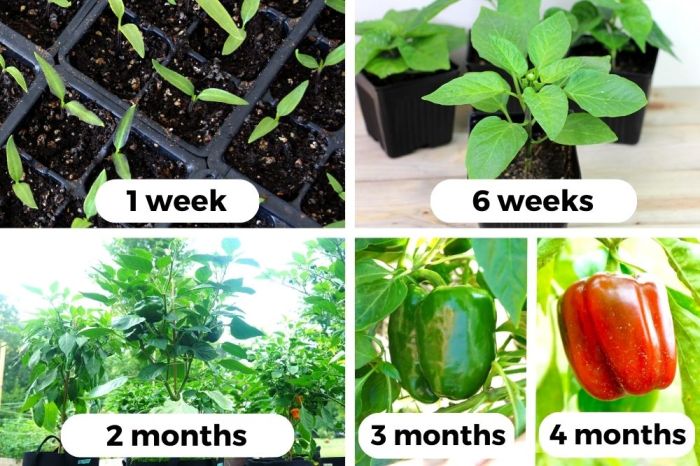 Can you plant seeds from a green pepper