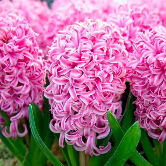 Can you plant hyacinth seeds