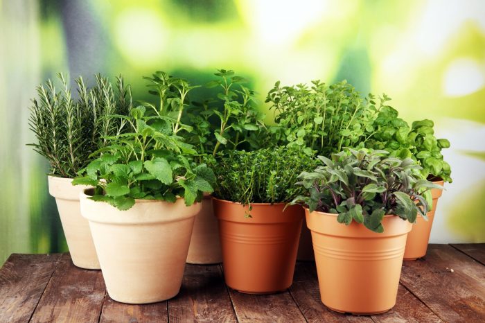 Can you plant herb seeds outside