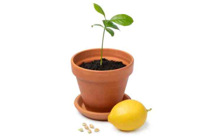 Can you plant lemon seeds from a lemon