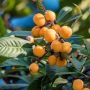 Can You Plant Loquat Seeds?