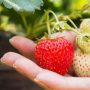 Can You Plant Seeds From Strawberries?