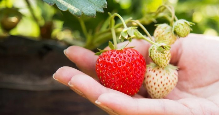 Can you plant seeds from strawberries