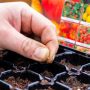 Can You Plant Tomato Seeds in the Ground?