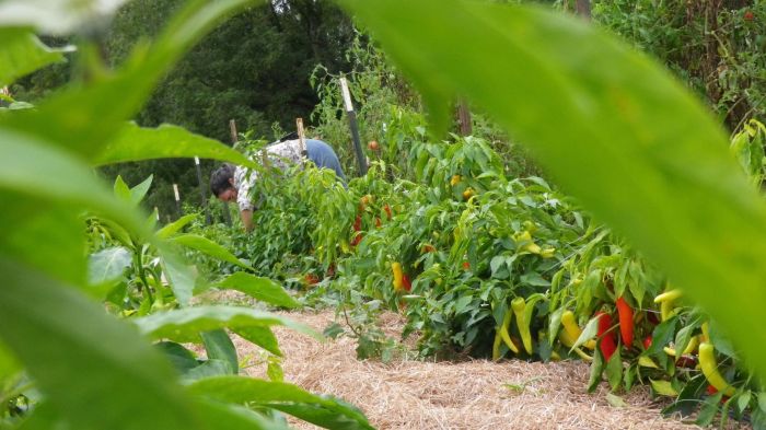 Can you save bell pepper seeds to plant