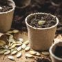 Can You Plant Pumpkin Seeds in a Pot?